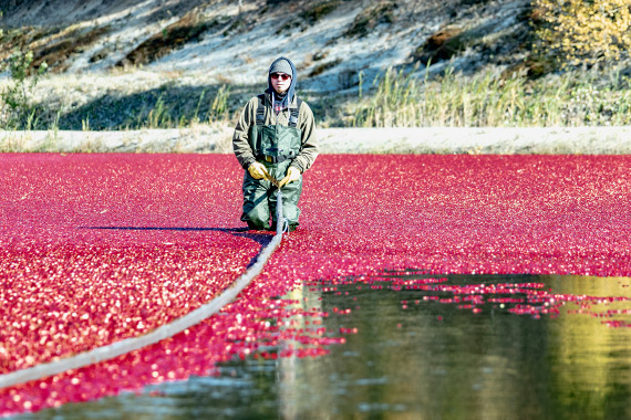 A worker in a basin with floating cranberries.
