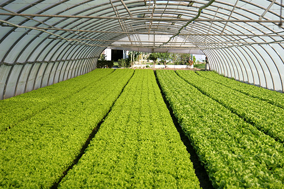 A greenhouse full of greenery.